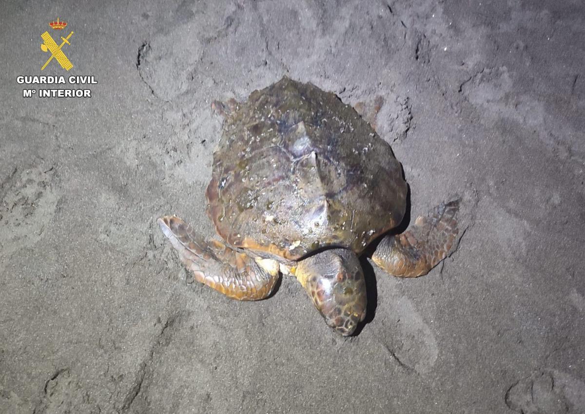 Imagen secundaria 1 - Salvan a una tortuga boba, «en un estado alarmante», en Playa del Hombre