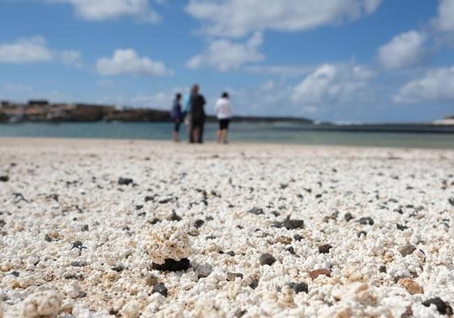 Los rodolitos de la playa majorera de El Hierro sufren un expolio permanente.