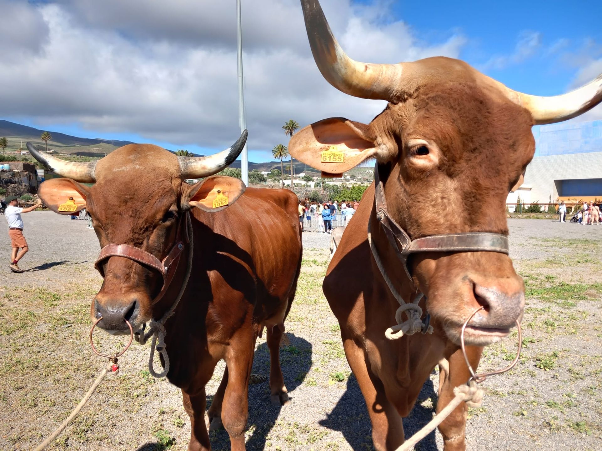 Día grande de San Sebastián en Agüimes