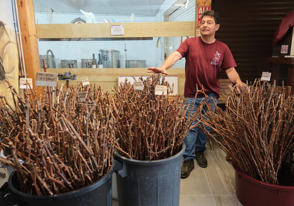 Imagen principal - Miguel Cabrera Viera, con las varas que plantará el próximo año y con su palmarés de premios.