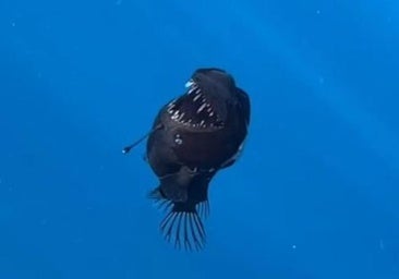 Avistan por primera vez un diablo negro, o rape abisal, cerca de la costa de Tenerife