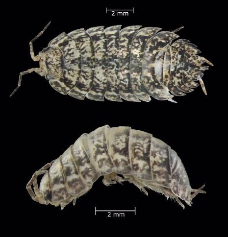 Descubierta una nueva especie endémica de cochinilla de la humedad en la laurisilva de Tenerife