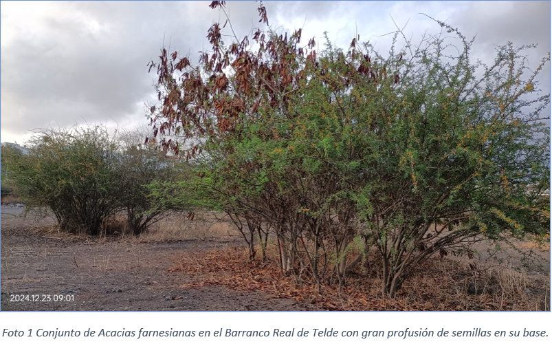 Imagen de la Acacia farnesiana en el Barranco Real de Telde.