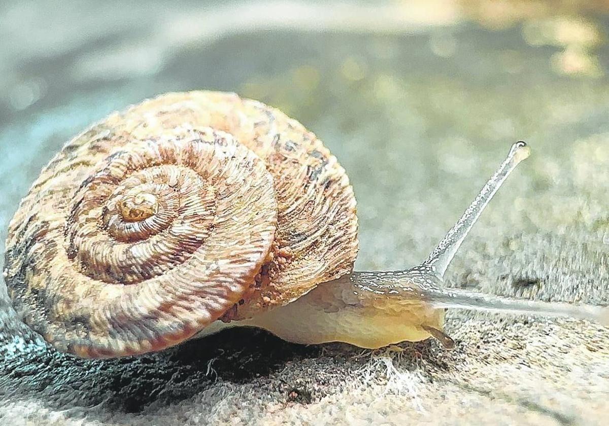 Ejemplar de Monilearia arguineguinensis o Caracol chato de Arguineguín.