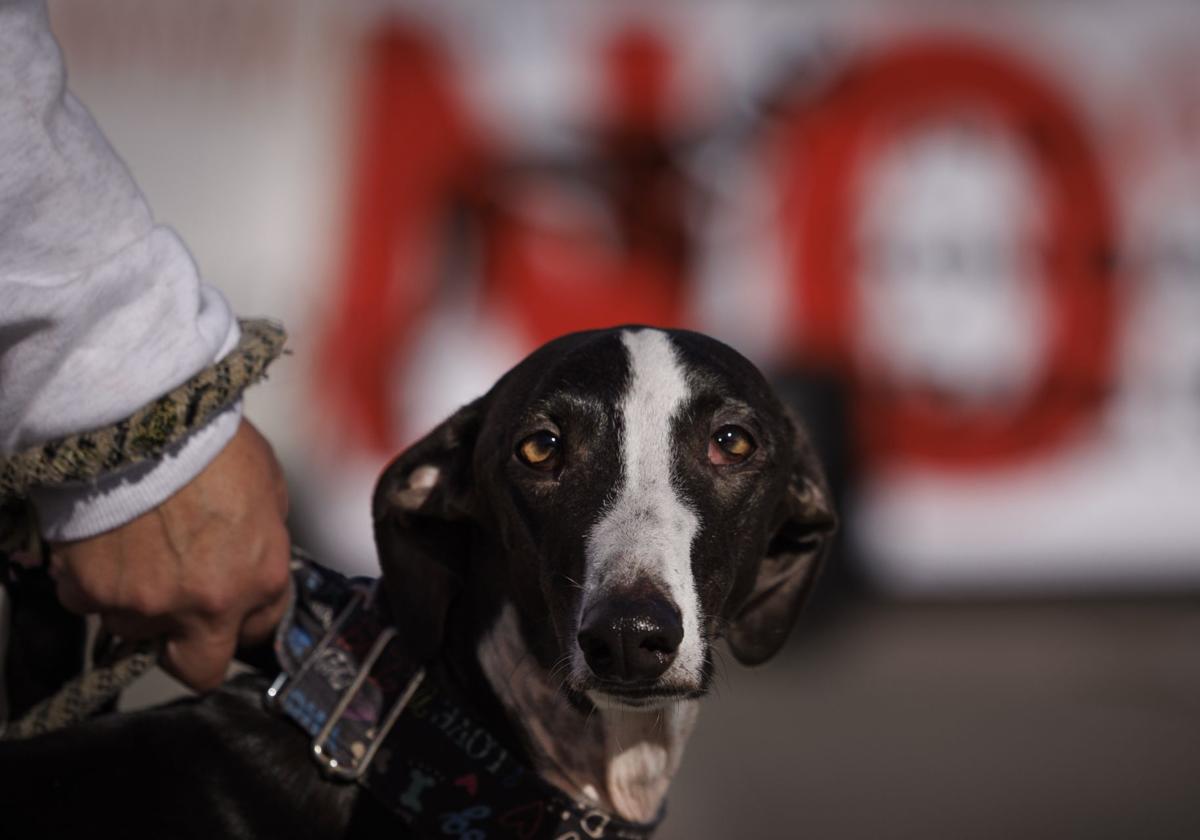 La profesión veterinaria canaria rechaza la nueva prescripción de medicamentos