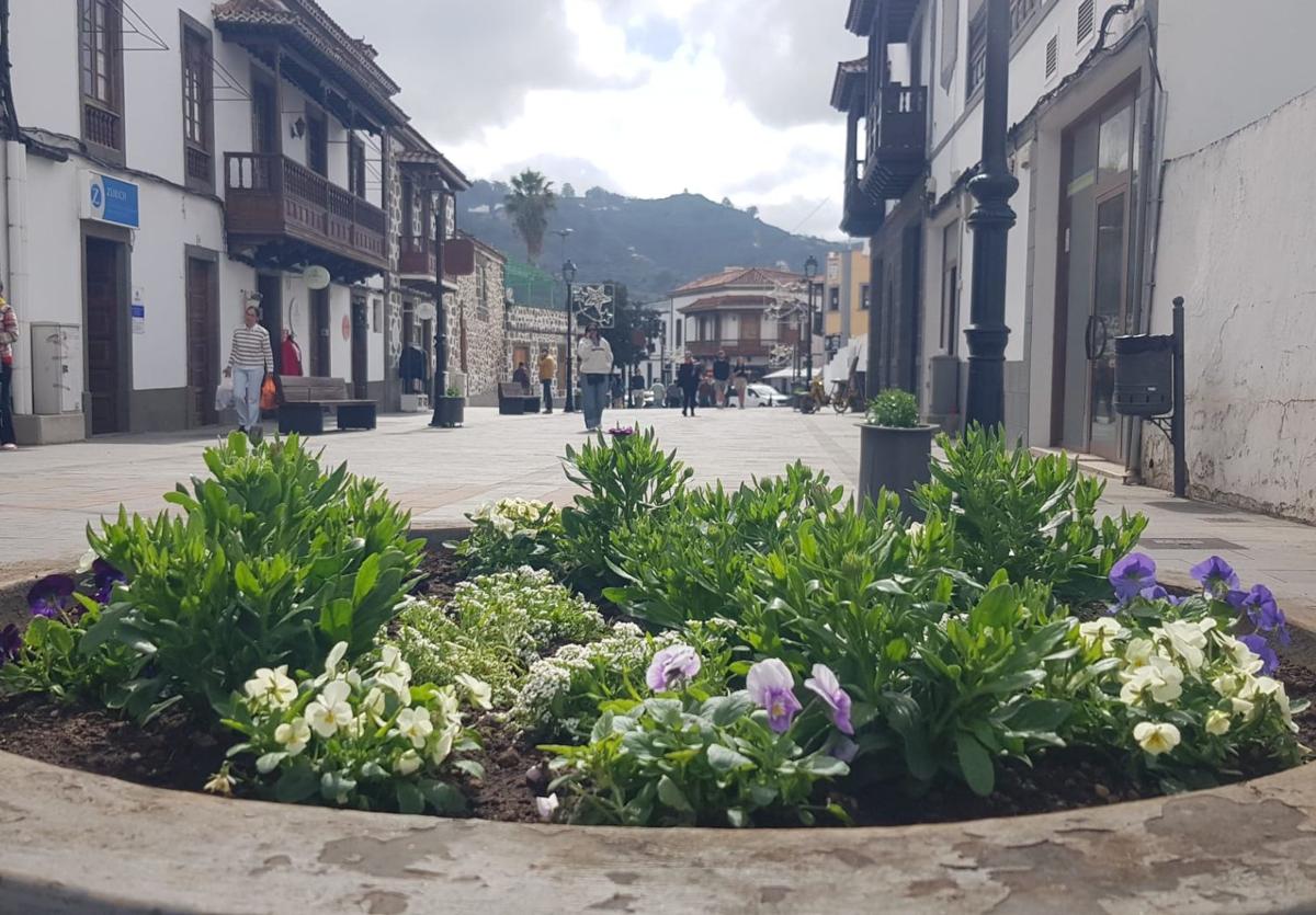 Nuevas plantas en jardineras de Teror.