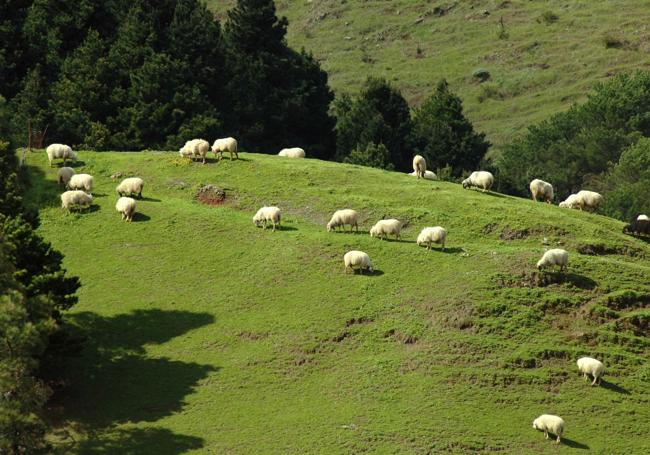 Ovejas pastando en terrenos de las cumbres.