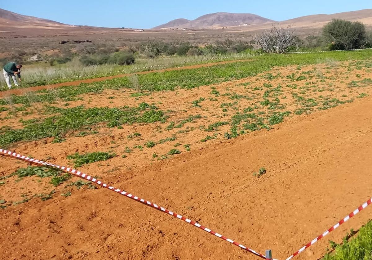 Plantación de centeno en prueba en una gavia de La Laguna de Tesjuate.