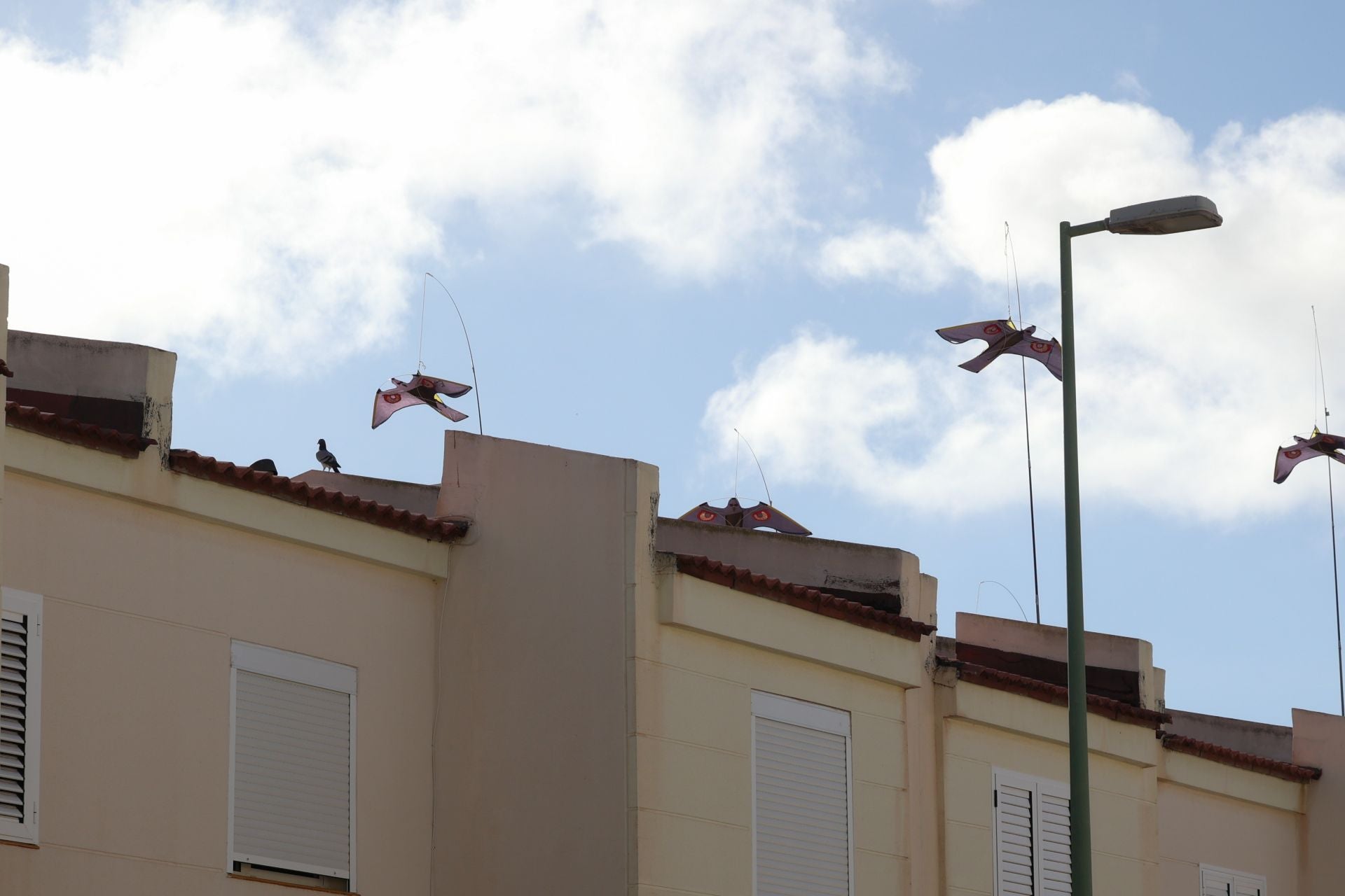 El rastro que dejan las palomas a su paso