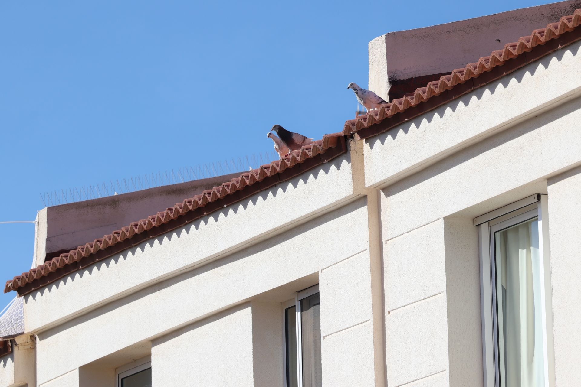 El rastro que dejan las palomas a su paso