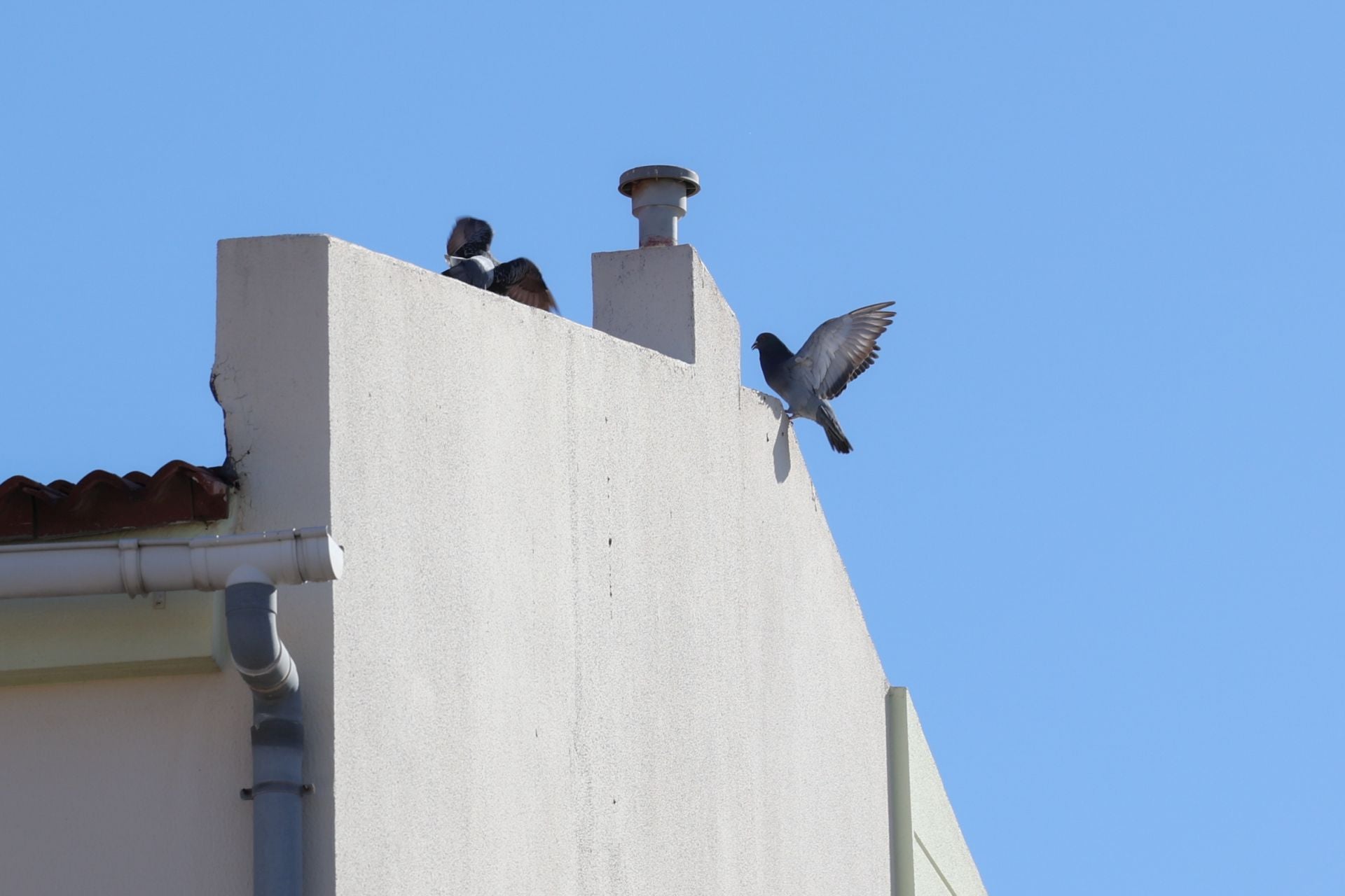 El rastro que dejan las palomas a su paso