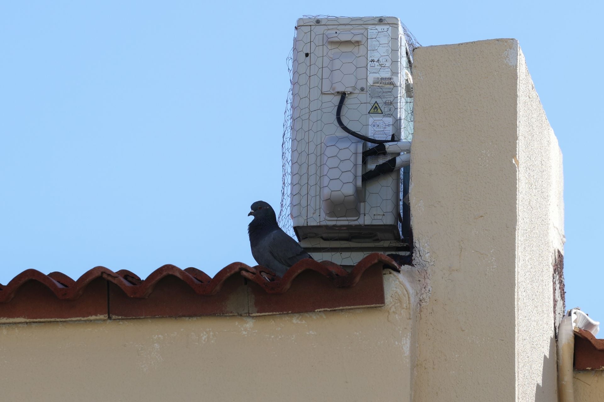 El rastro que dejan las palomas a su paso