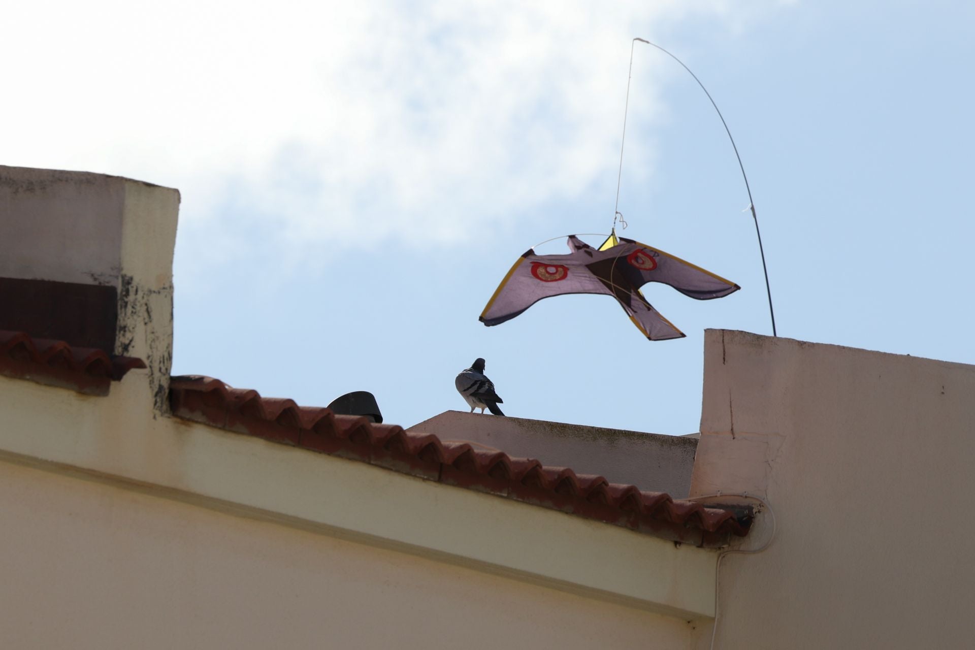 El rastro que dejan las palomas a su paso