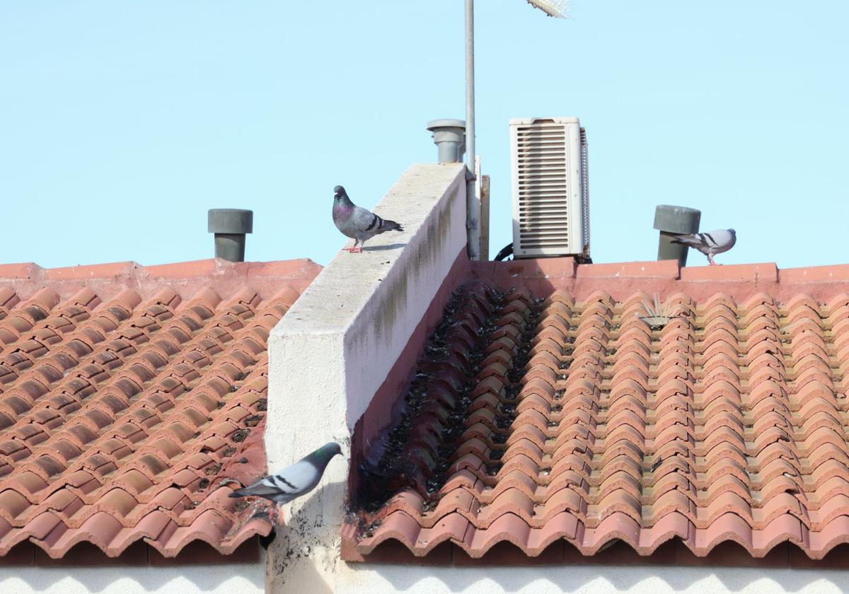 El rastro que dejan las palomas a su paso