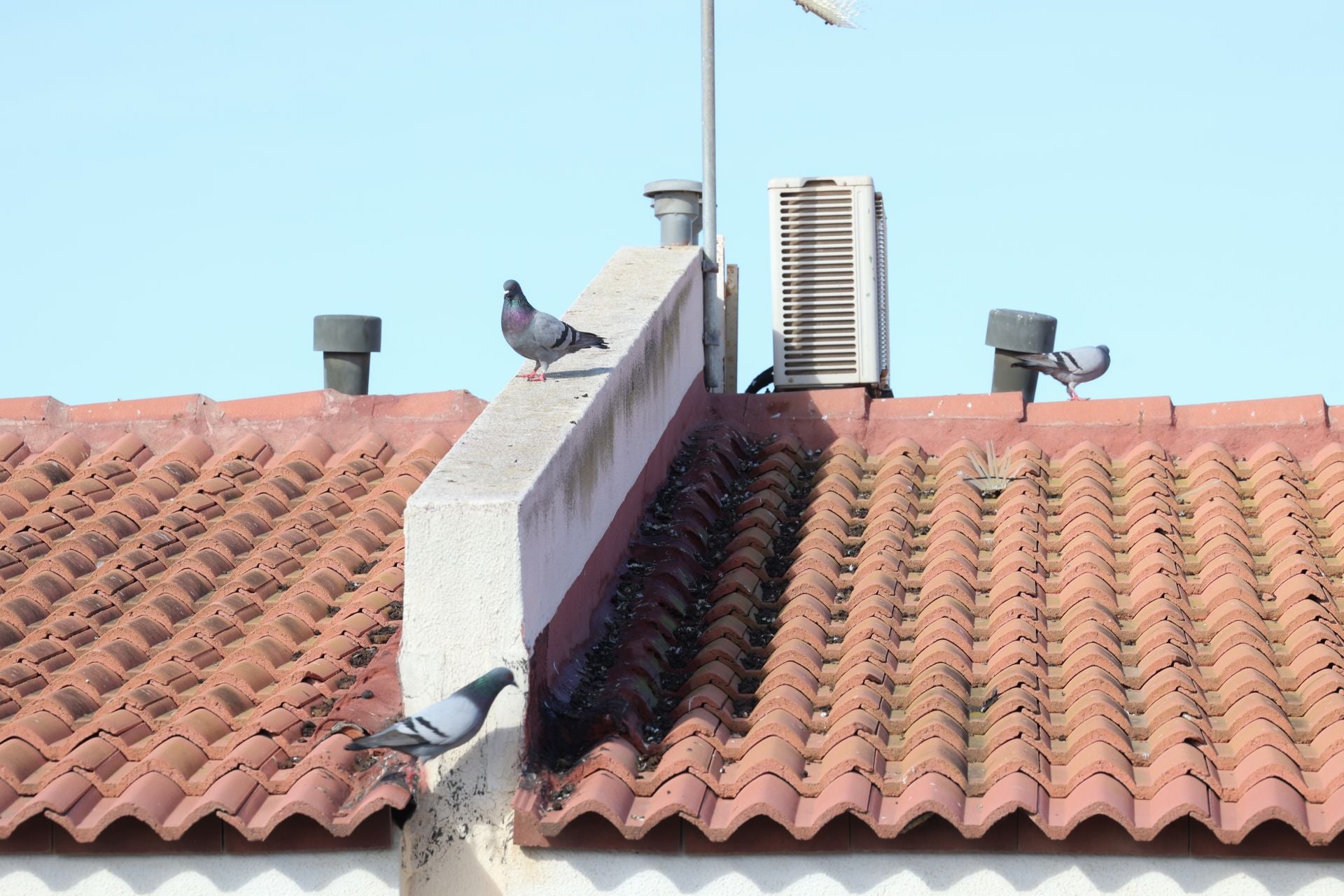 El rastro que dejan las palomas a su paso