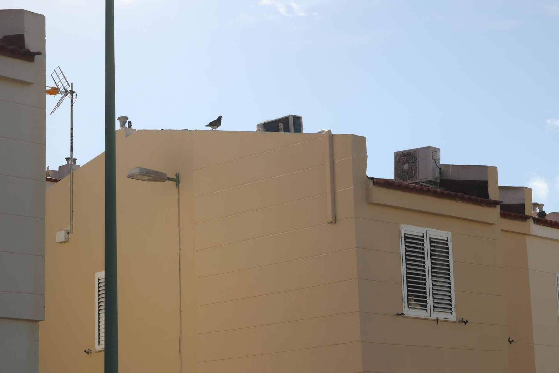 El rastro que dejan las palomas a su paso