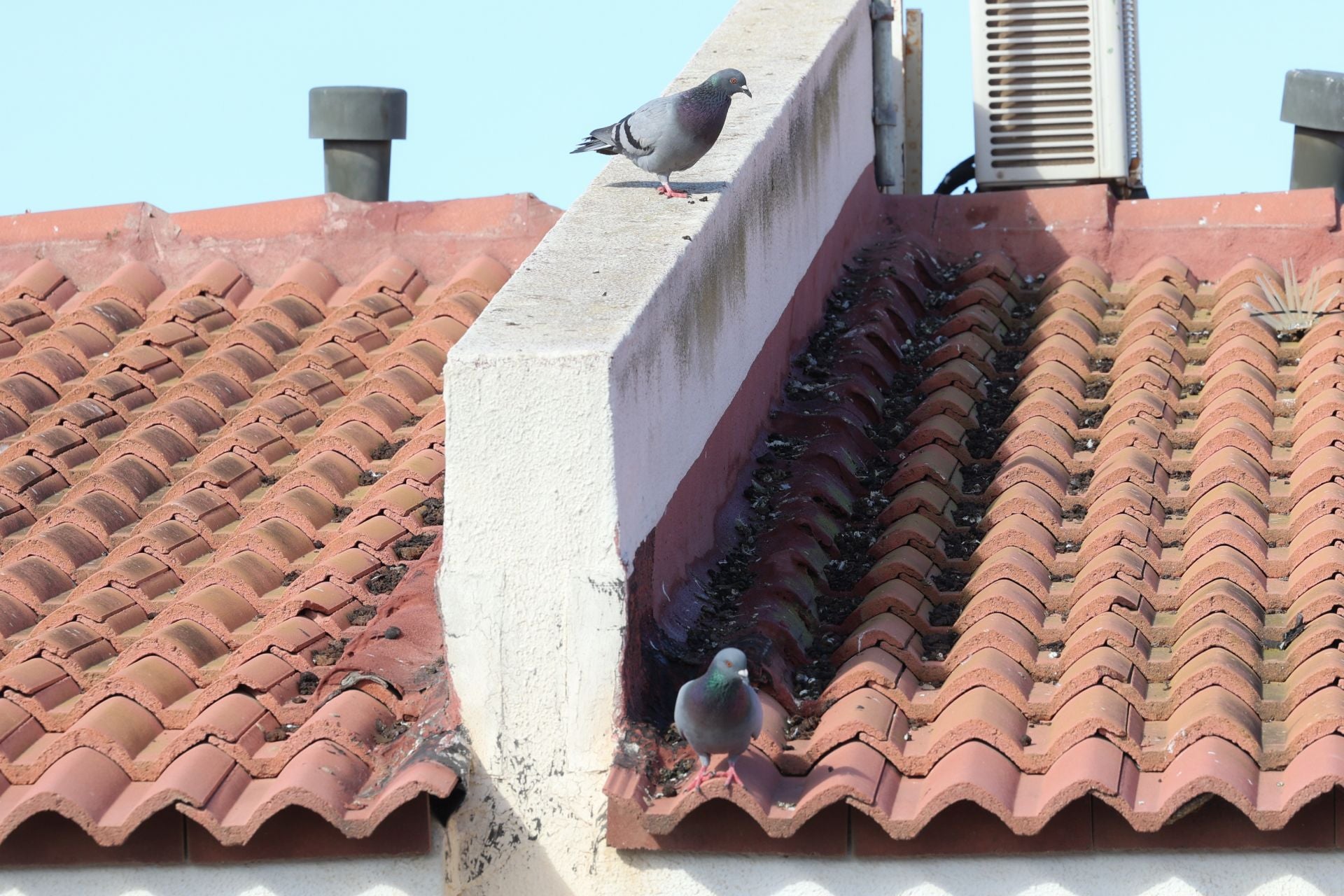 El rastro que dejan las palomas a su paso