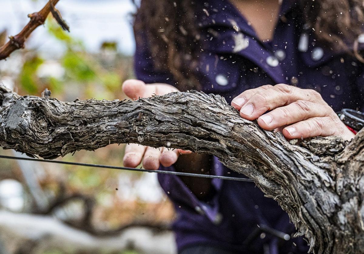 El Cabildo aprueba nuevas ayudas para aumentar la superficie cultivada de viñas.