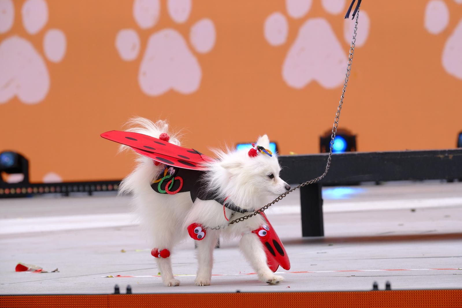 El carnaval canino de la capital grancanaria, en imágenes