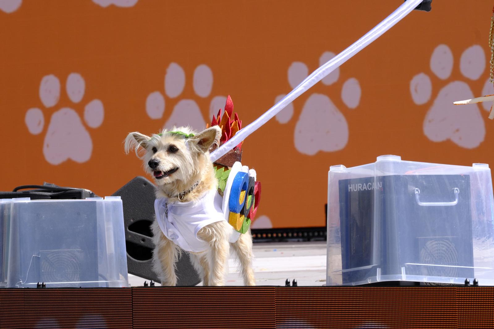 El carnaval canino de la capital grancanaria, en imágenes