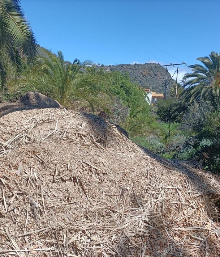 Imagen secundaria 2 - Vista del palmeral, miembros de la Unidad Fénix y restos vegetales triturados.