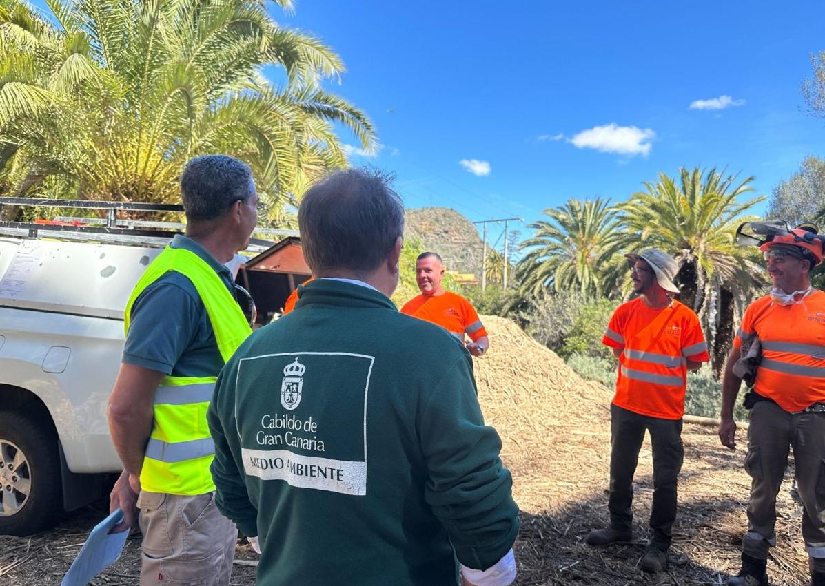 Imagen secundaria 1 - Vista del palmeral, miembros de la Unidad Fénix y restos vegetales triturados.