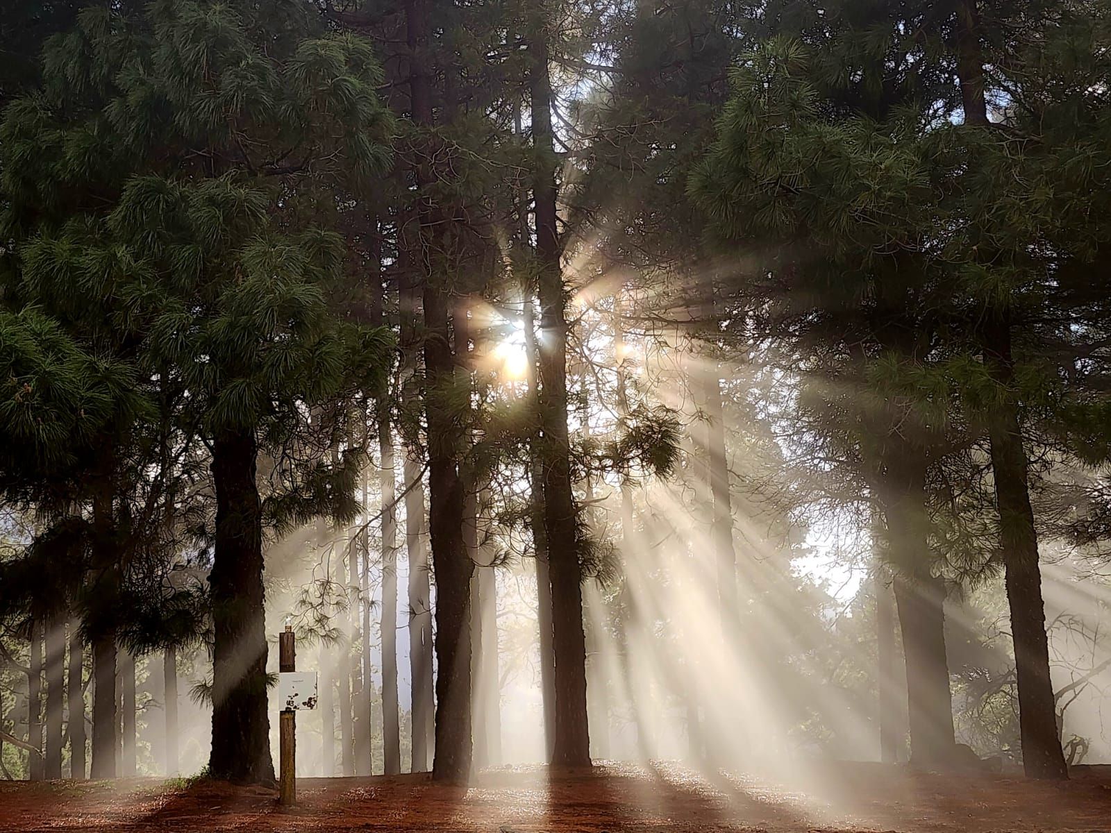La cumbre de Gran Canaria presenta una fría postal verde