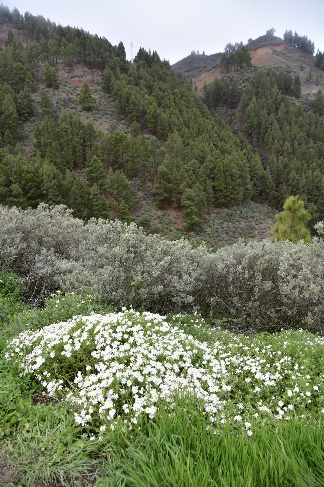 La cumbre de Gran Canaria presenta una fría postal verde