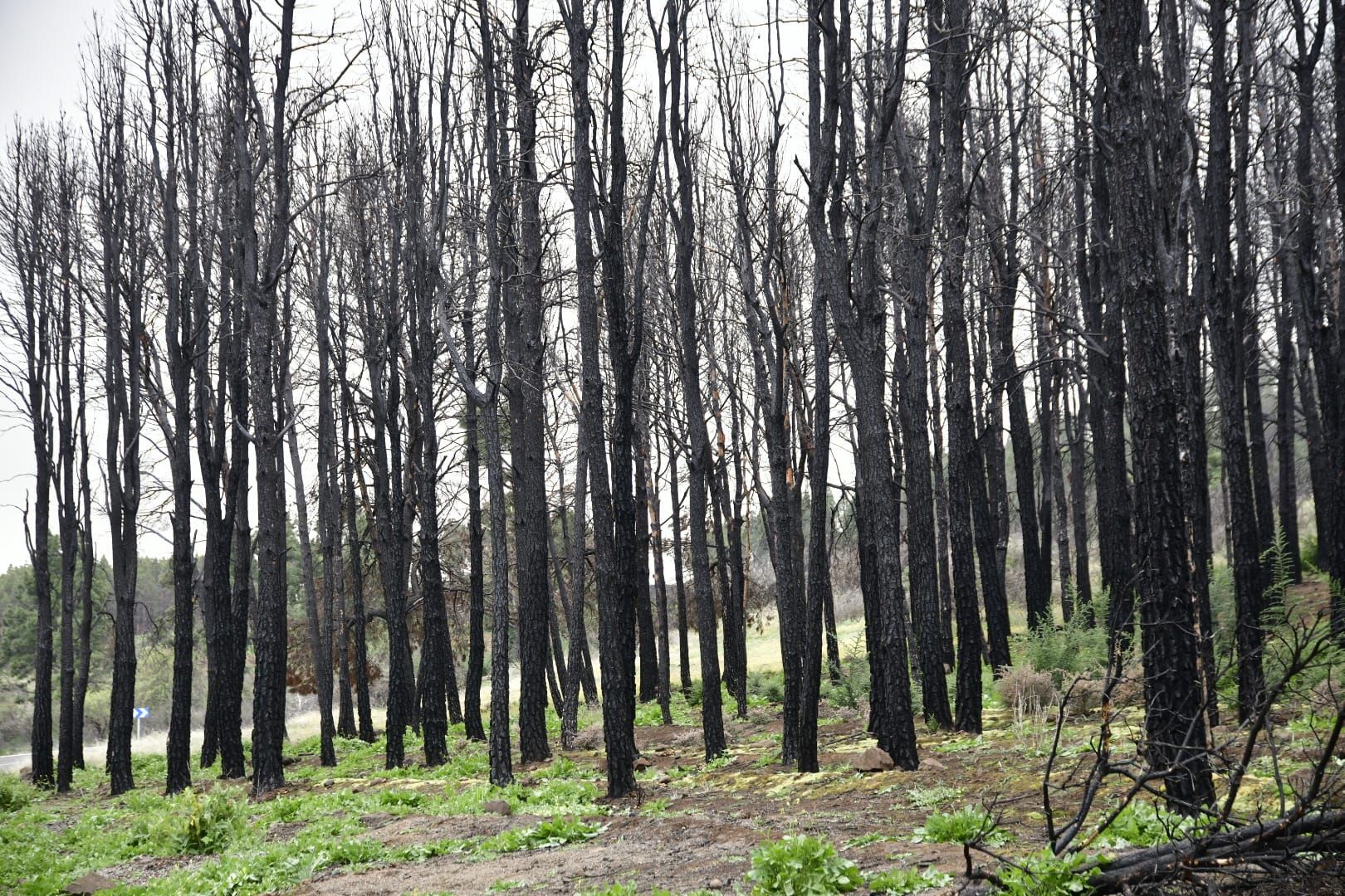 La cumbre de Gran Canaria presenta una fría postal verde