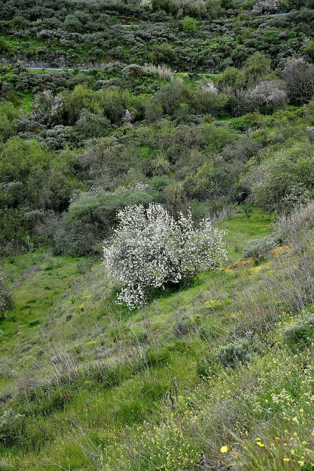 La cumbre de Gran Canaria presenta una fría postal verde