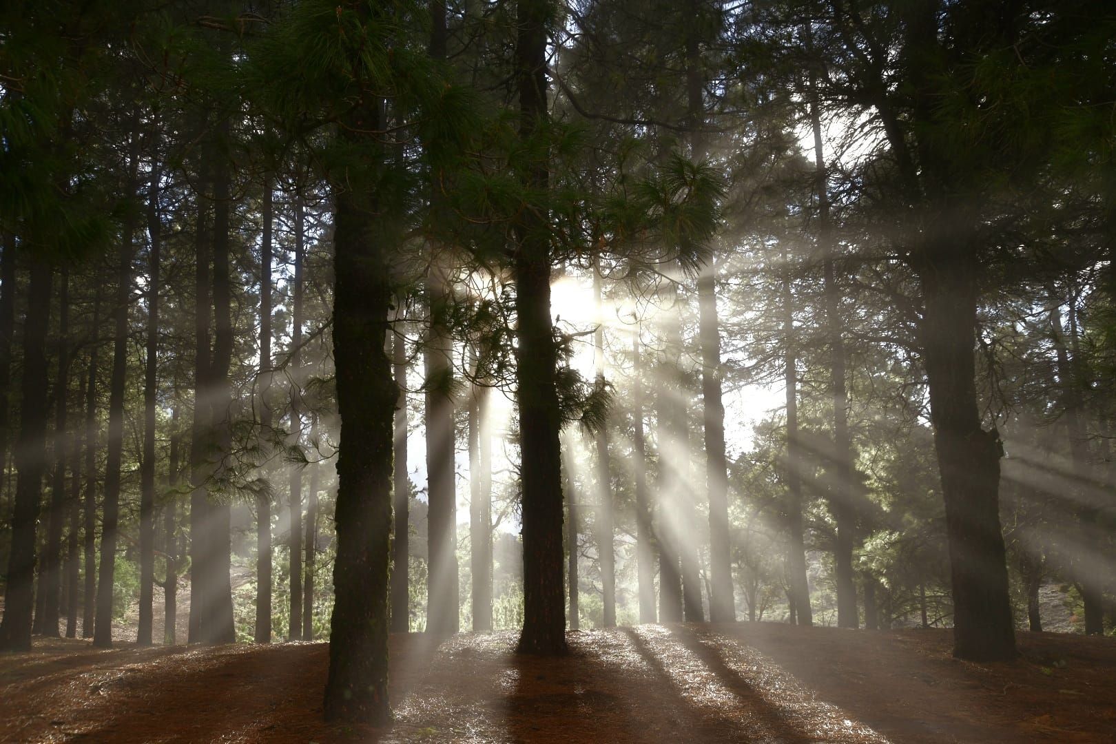 La cumbre de Gran Canaria presenta una fría postal verde