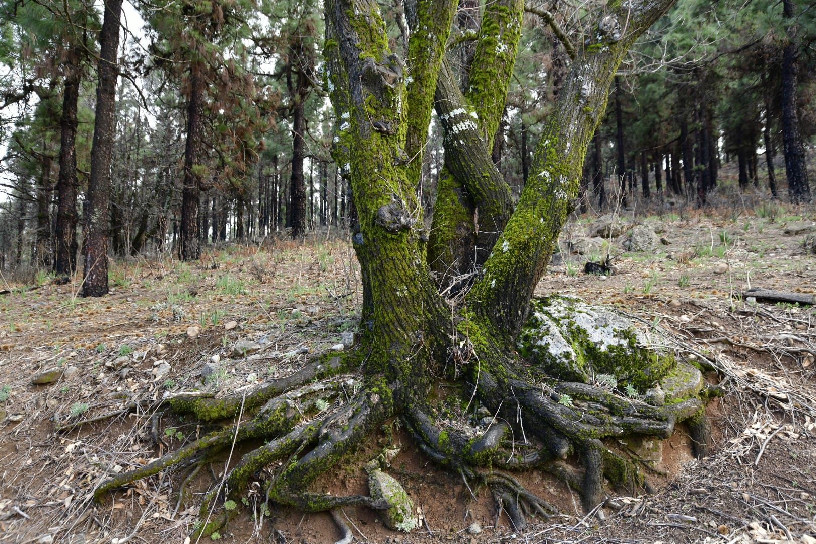 La cumbre de Gran Canaria presenta una fría postal verde