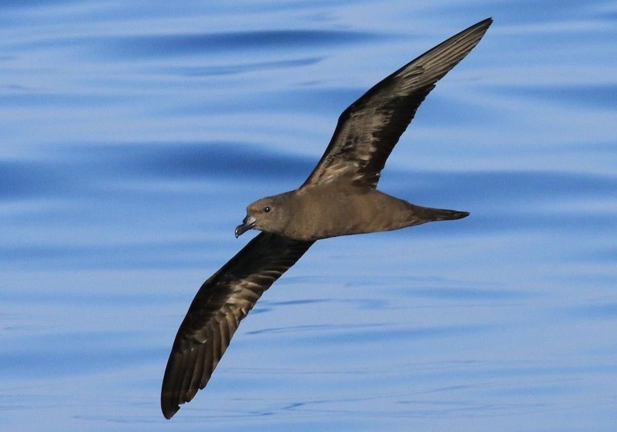 Fotografía de un ejemplar del petrel de Bulwer (Bulweria bulwerii).