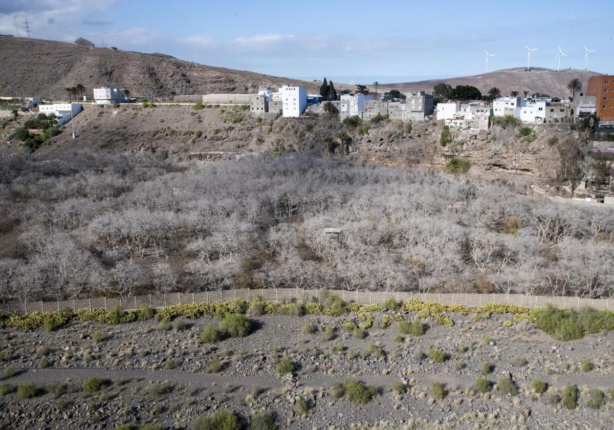 Terrenos donde está previsto desarrollar estas iniciativas, en el barranco de Tirajana.