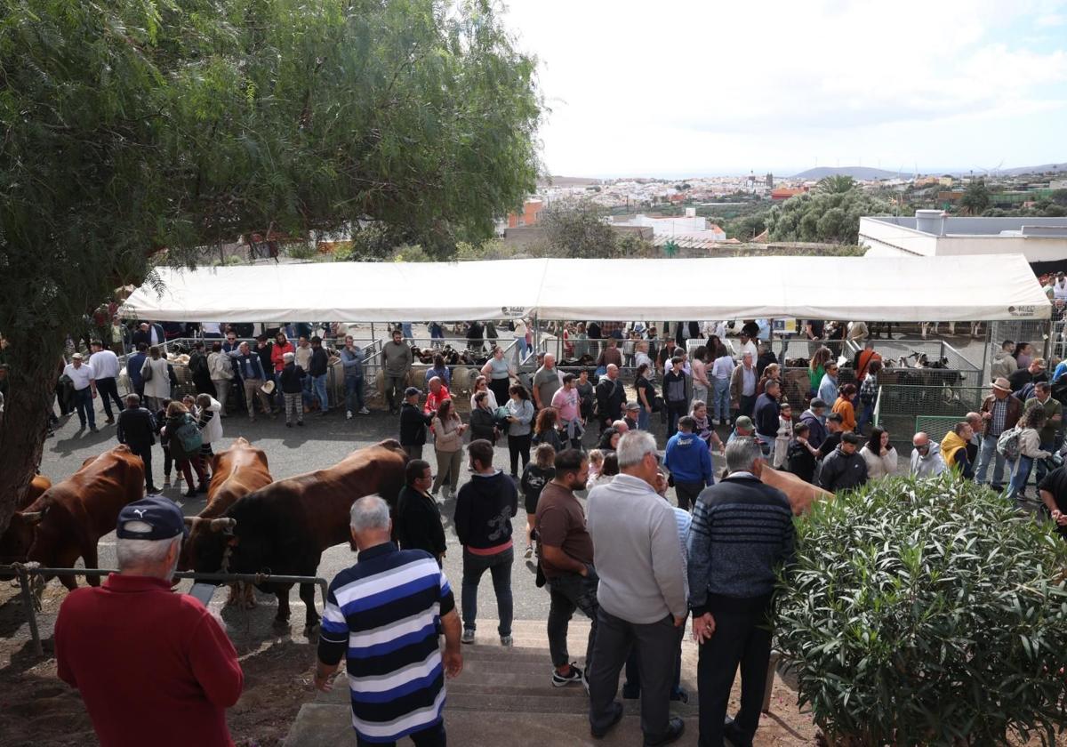 Feria de ganado el pasado día de la Candelaria.