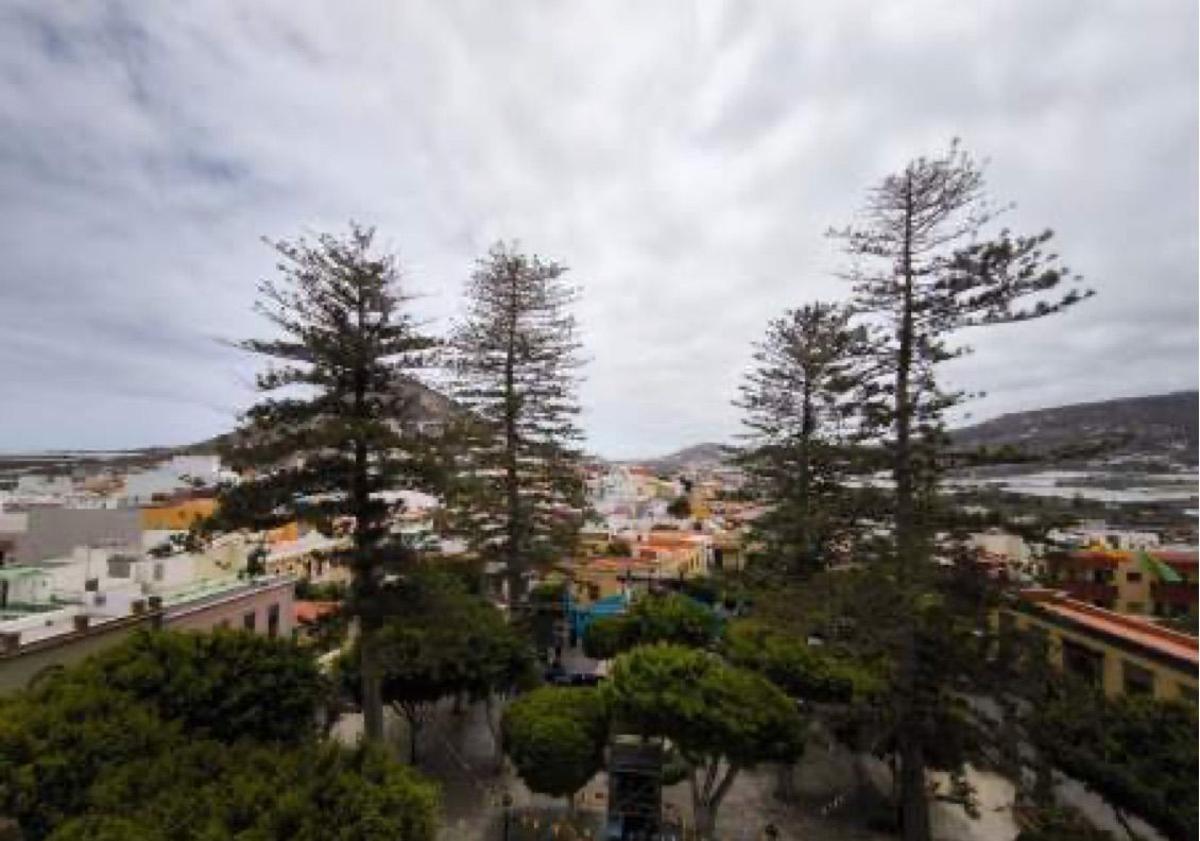 Imagen principal - Araucarias de la plaza de Santiago, cardón de Las Rosas y drago de Las Machas.