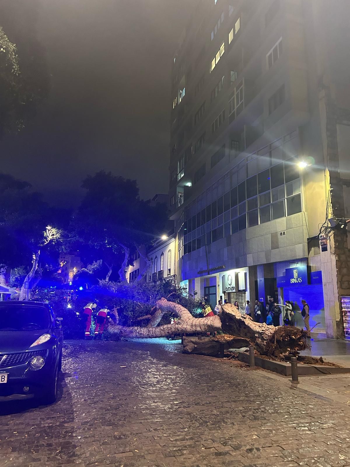 Imagen tomada desde la calle San Bernardo, donde cayó el árbol.