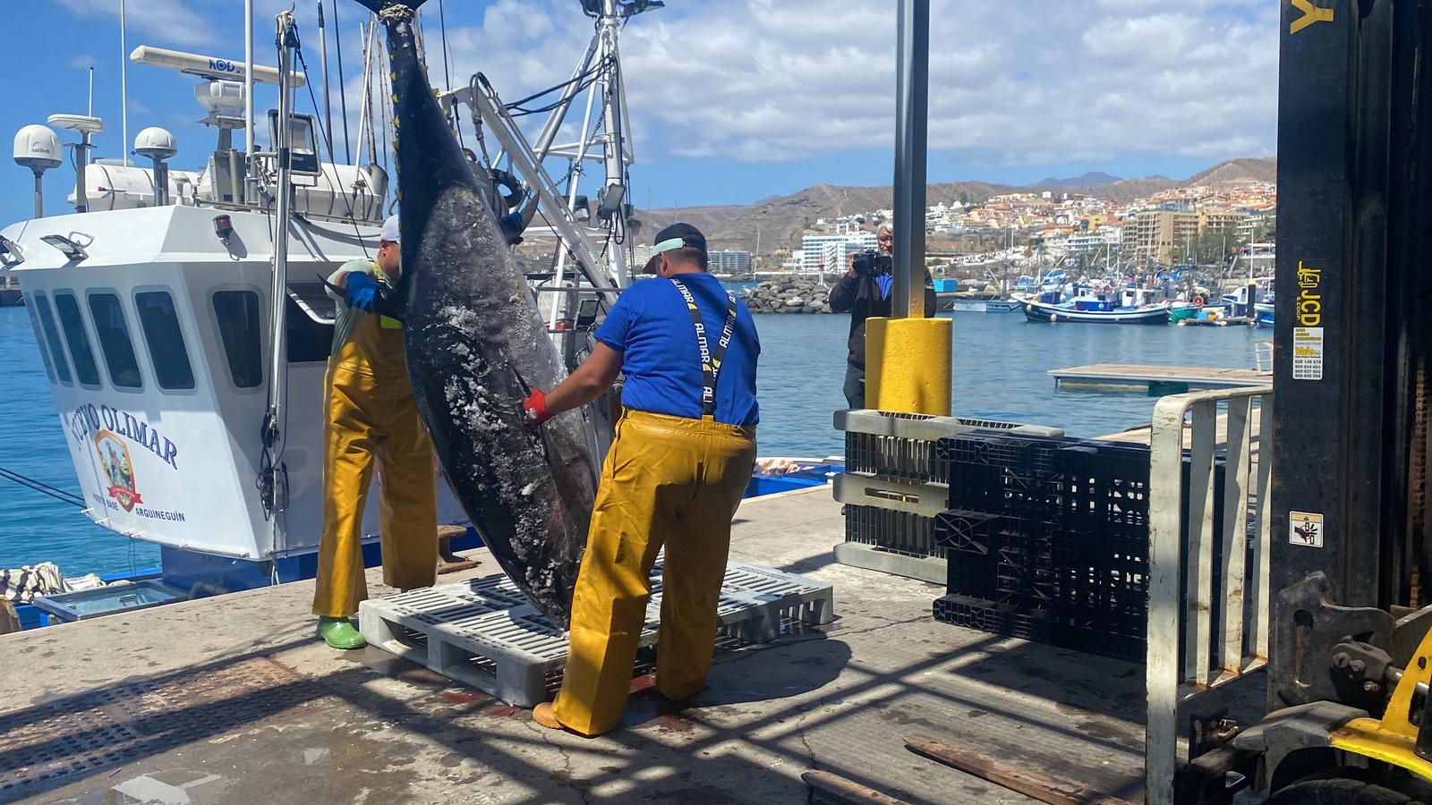 Imágenes del inicio de temporada del atún rojo en Gran Canaria