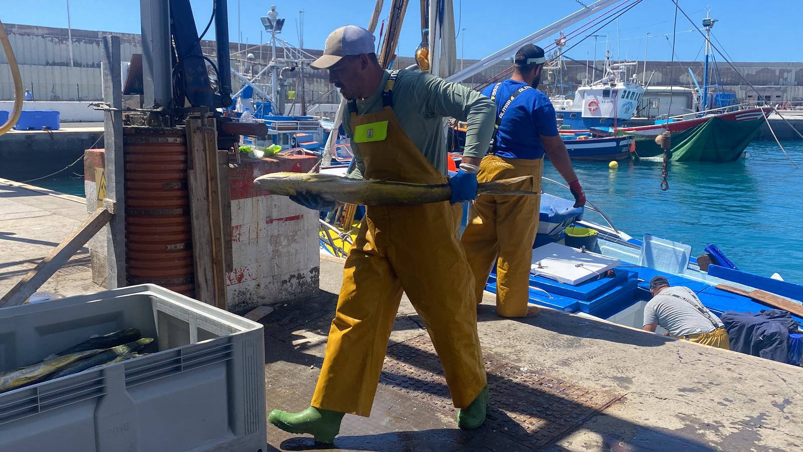 Imágenes del inicio de temporada del atún rojo en Gran Canaria