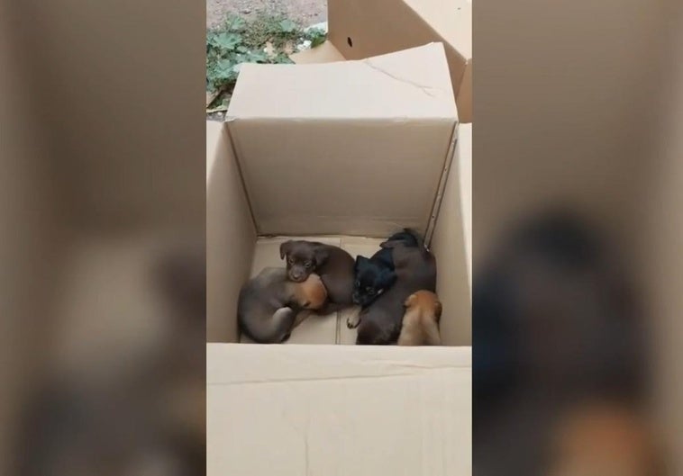 Imagen de los seis perros abandonados en una caja de cartón.