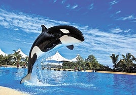 Morgan, disfrutando en Loro Parque.
