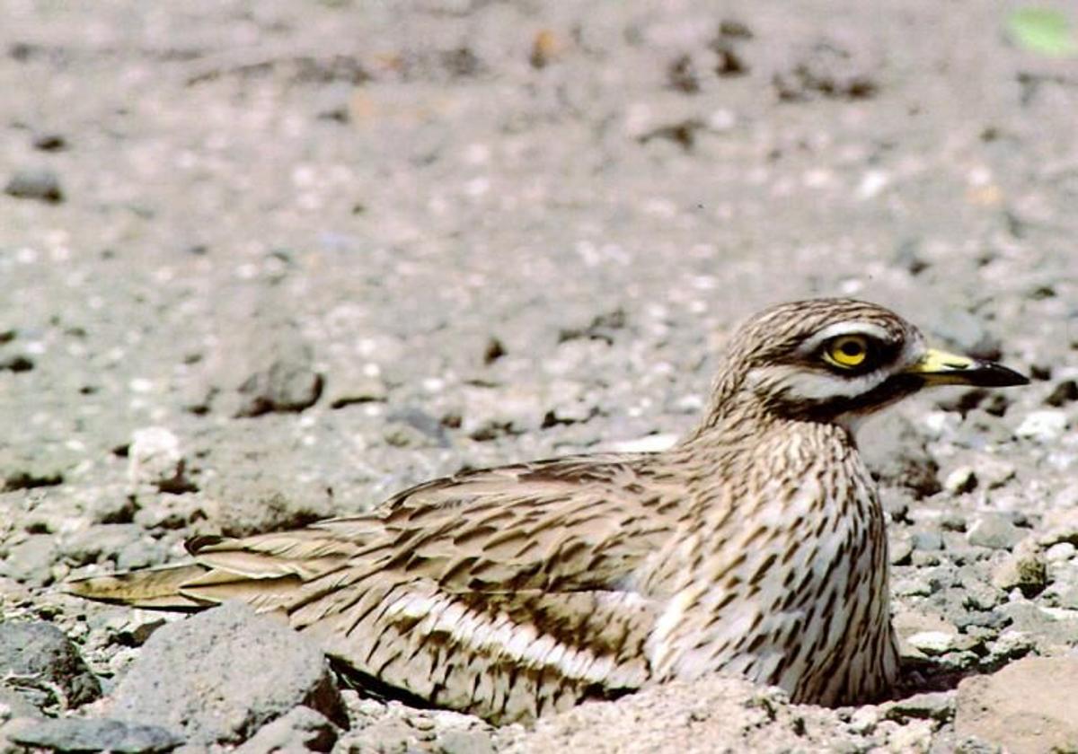 ¿Cuánto ha bajado la población de aves esteparias y fringílidas en Gran Canaria?