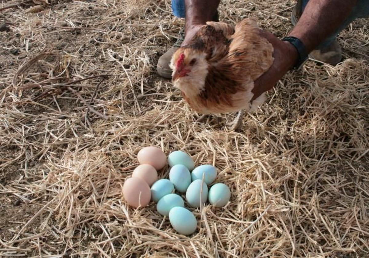 El registro de gallinas, para los que tengan menos de 30, avanza lento en Canarias