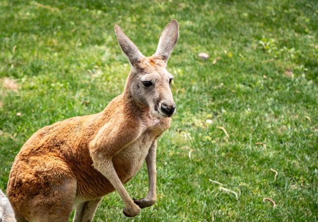 Los ejemplares del mayor marsupial del mundo llegaron de Francia y Barcelona.