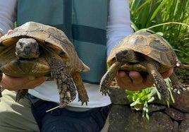 Dos de las tortugas rescatadas