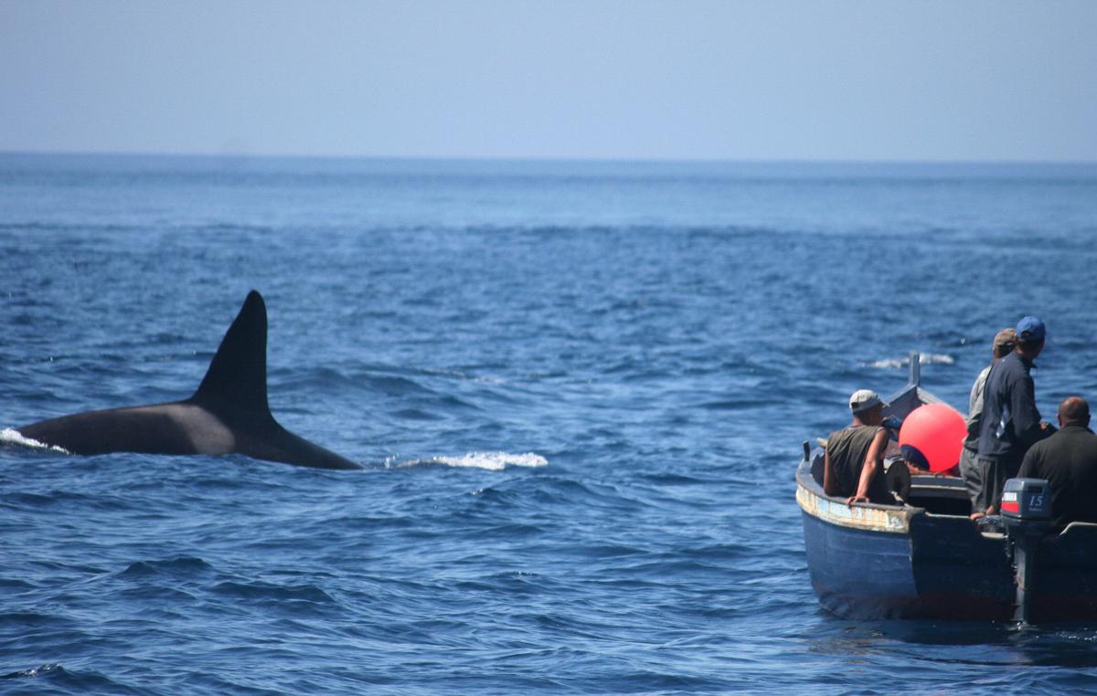 Loro Parque Fundación colabora en la campaña para proteger a las orcas del Estrecho de Gibraltar