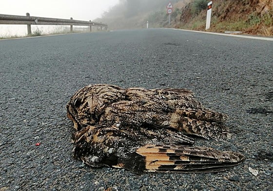 un buho chico -asio otus- atropellado en una carretera del centro de la isla.