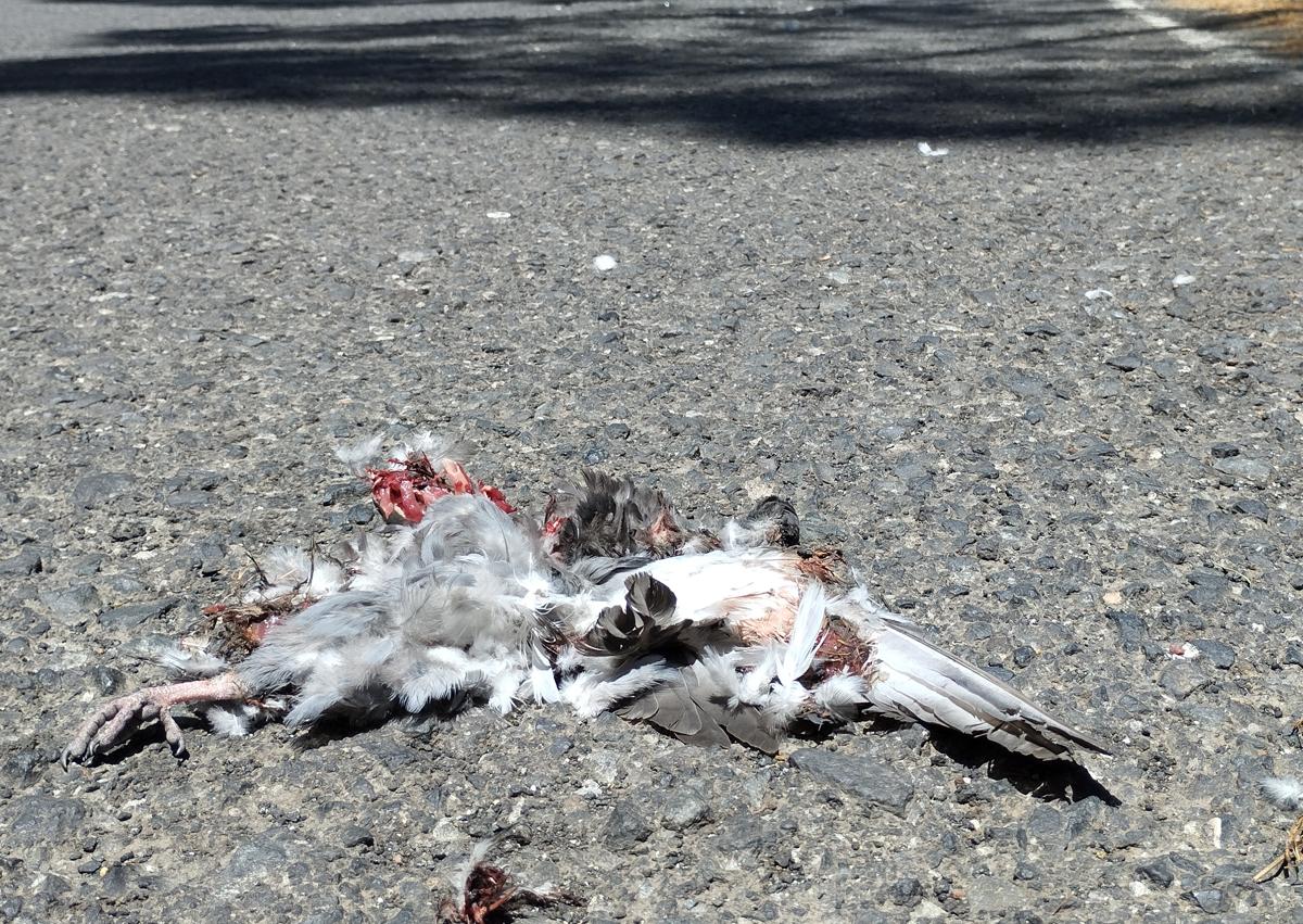Imagen secundaria 1 - Varios ejemplares de aves muertos en carreteras del interior de Gran Canaria.
