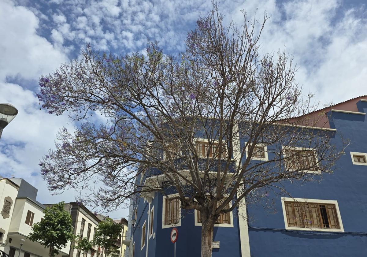 ¿Qué le pasa a la jacaranda del Teatro Hespérides de Guía?