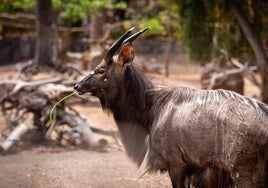Los cuatro animales llegaron a La Lajita el pasado 15 de abril. En la imagen, uno de los machos niala.